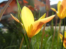 Tulipa clusiana Chrysantha (2013, Apr.20)