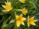 Tulipa Tarda (2013, April 19)