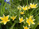 Tulipa Tarda (2013, April 19)