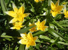 Tulipa Tarda (2013, April 19)
