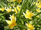 Tulipa Tarda (2013, April 19)