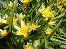 Tulipa Tarda (2013, April 19)