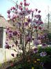 Magnolia Soulangiana Rustica Rubra