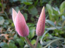 Tulipa Peppermint Stick (2013, April 20)