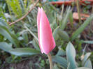 Tulipa Peppermint Stick (2013, April 20)