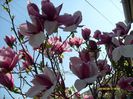 Magnolia Soulangiana Rustica Rubra