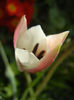 Tulipa Peppermint Stick (2013, April 20)