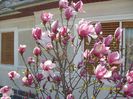 Magnolia Soulangiana Rustica Rubra