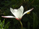 Tulipa Peppermint Stick (2013, April 20)