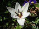 Tulipa Peppermint Stick (2013, April 20)