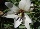 Tulipa Peppermint Stick (2013, April 20)