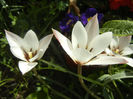 Tulipa Peppermint Stick (2013, April 20)