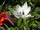 Tulipa Peppermint Stick (2013, April 20)