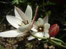Tulipa Peppermint Stick (2013, April 20)