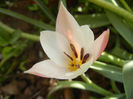 Tulipa Peppermint Stick (2013, April 20)