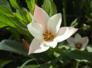 Tulipa Peppermint Stick (2013, April 20)
