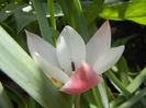 Tulipa Peppermint Stick (2013, April 20)