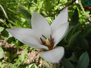 Tulipa Peppermint Stick (2013, April 20)