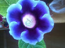 gloxinia