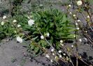 Prunus glandulosa Alba Plena