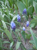 muscari latifolium