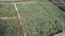 Tomatele pentru cultura in camp