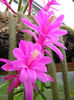 APOROCACTUS FLAGELLIFORMIS