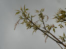 Acer negundo Flamingo (2013, April 20)