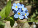 Myosotis alpestris (2013, April 19)