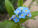 Myosotis alpestris (2013, April 19)