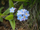 Myosotis alpestris (2013, April 19)