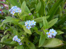 Myosotis alpestris (2013, April 19)