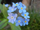 Myosotis alpestris (2013, April 19)
