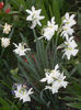 Narcissus Thalia (2013, April 19)