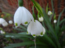 Leucojum aestivum (2013, April 19)