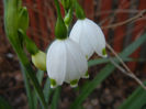 Leucojum aestivum (2013, April 19)