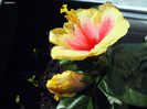 Hibiscus Tivoli3