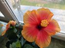 Hibiscus Tivoli7
