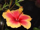 Hibiscus Tivoli8
