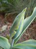 Tulipa Viridiflora (2013, April 19)