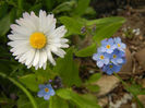 Bellis & Myosotis (2013, April 19)