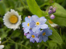 Bellis & Myosotis (2013, April 19)
