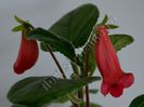 Sinningia Seminole