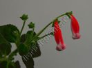 Kohleria Birgitta