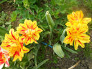 DSCN3985
