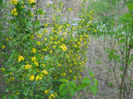 DSCN4006