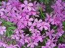 DSCN4011