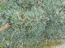 Garofite