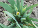 Iris pitic