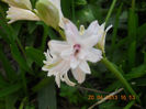 DSCN2990